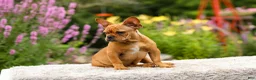 French Bulldog dogs for sale: Diesel - Ad 8