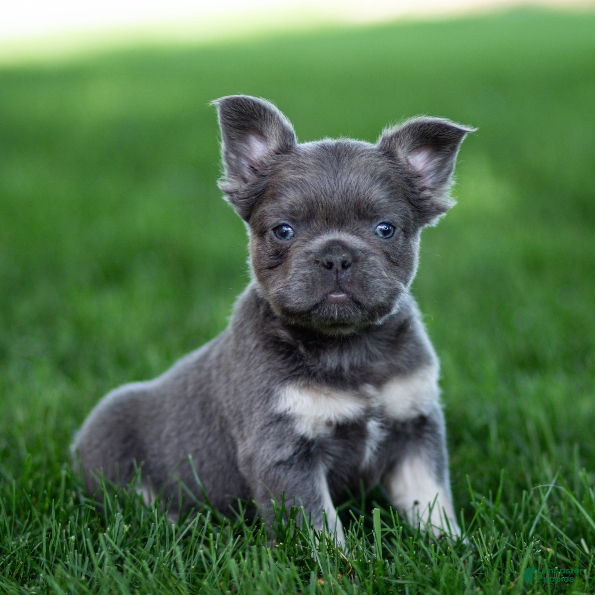 French Bulldog dogs Marble French Bulldog Puppy  - Ad 1