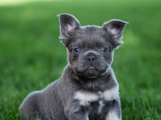 French Bulldog dogs for sale: Marble French Bulldog Puppy - Ad 1