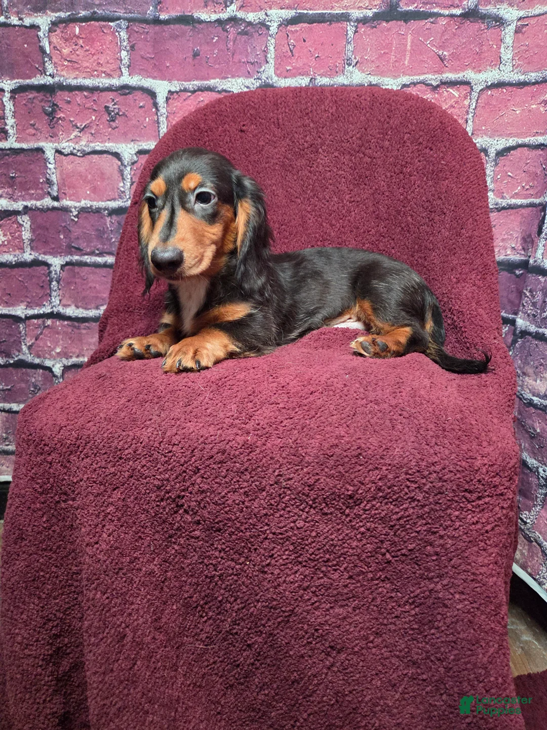 Miniature Dachshund dogs for sale: Max - Ad 2