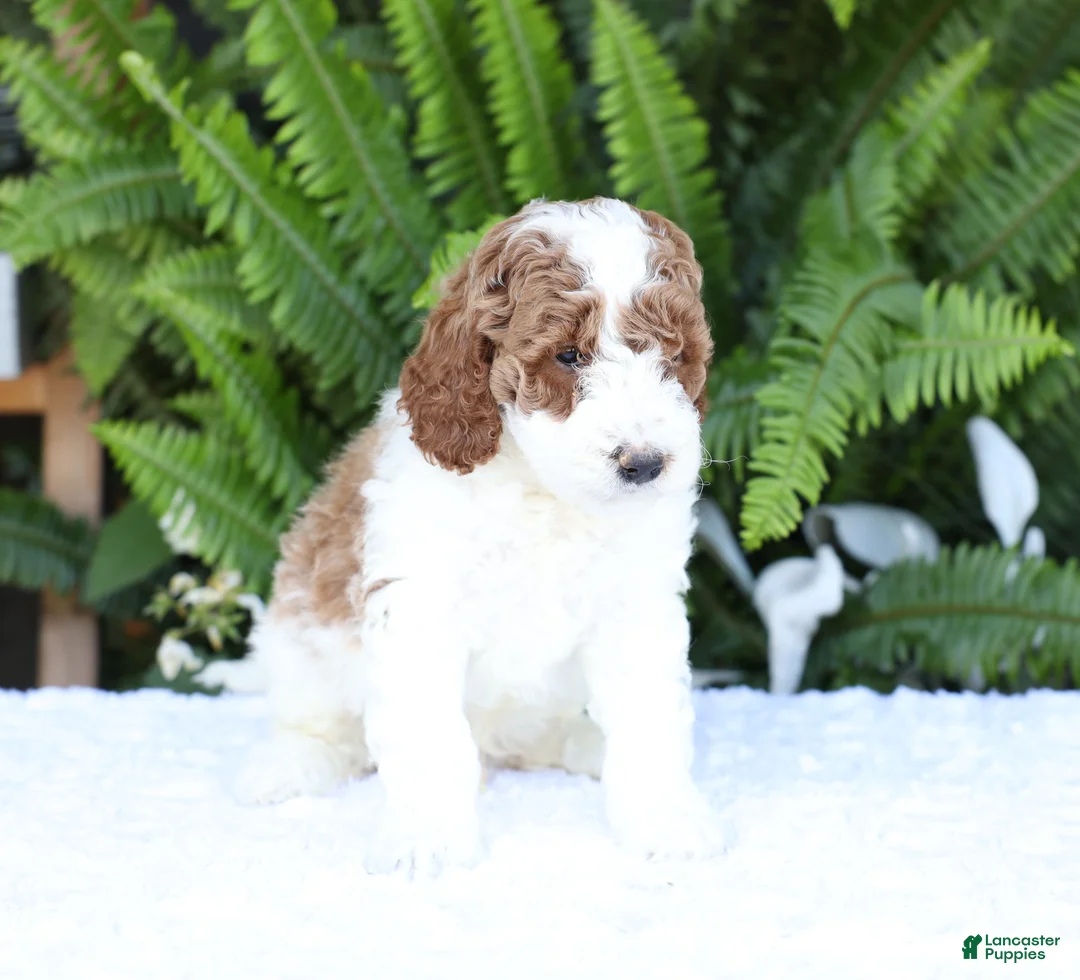 Mini Goldendoodle dogs for sale: Domino - Ad 2