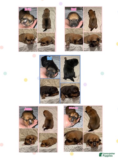 Gallery Image {{count}}