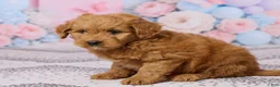 Mini Goldendoodle dogs for sale: Mason - Ad 3