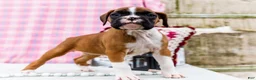 Boxer dogs for sale: Lovely - Ad 6