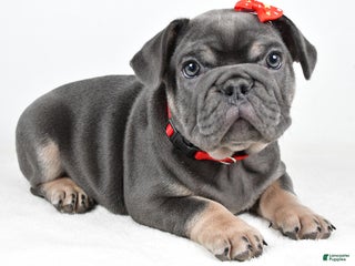 French Bulldog dogs - Ad 39