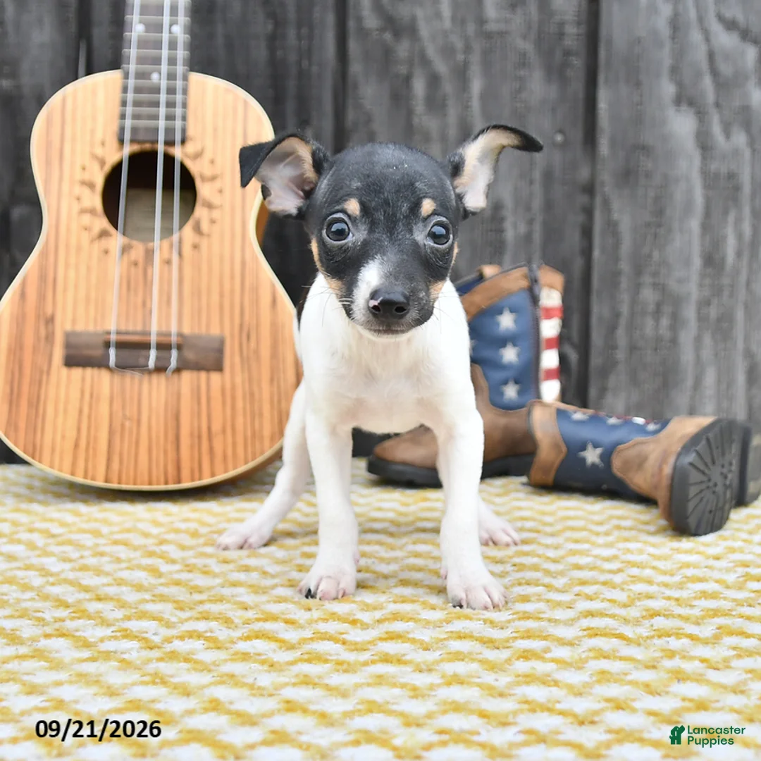 Toy Fox Terrier dogs for sale: Banjo - Ad 2