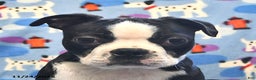 Boston Terrier dogs for sale: Mickey - Ad 3