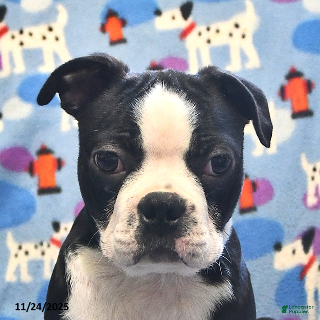 Boston Terrier dogs for sale: Mickey - Ad 3