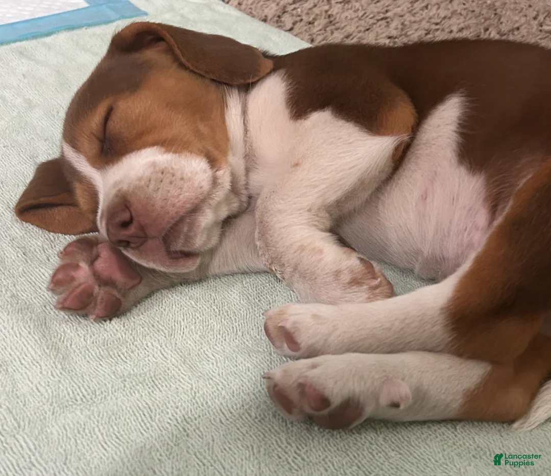 Beagle dogs for sale: Beagle Puppy 6 - Ad 7