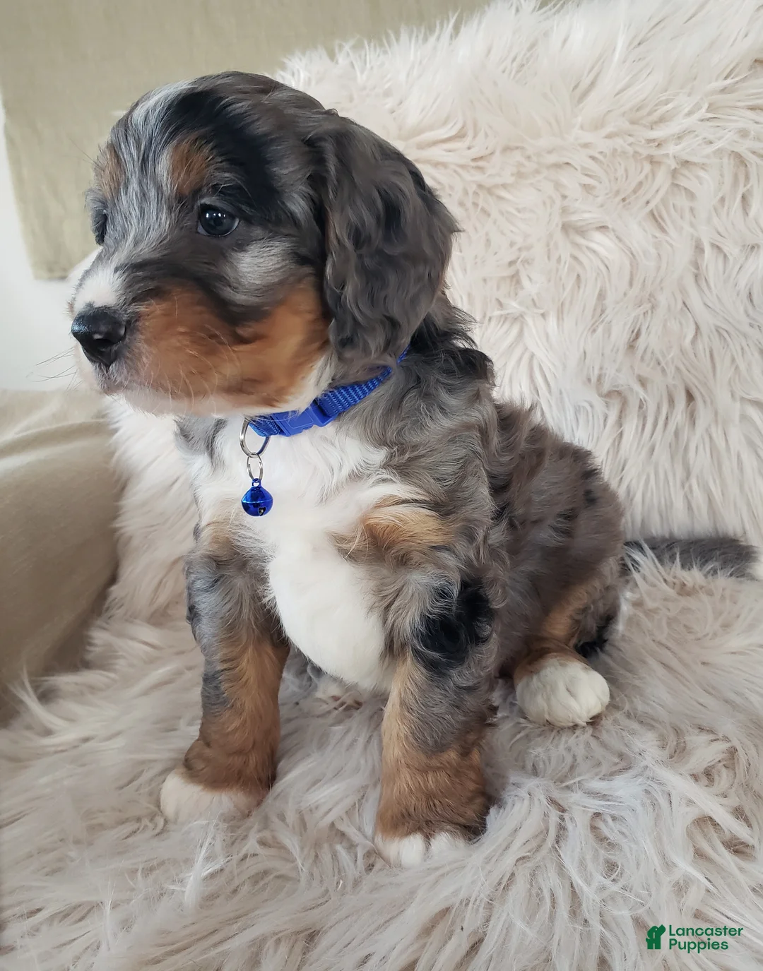 Mini Bernedoodle dogs for sale: Riley - Ad 5