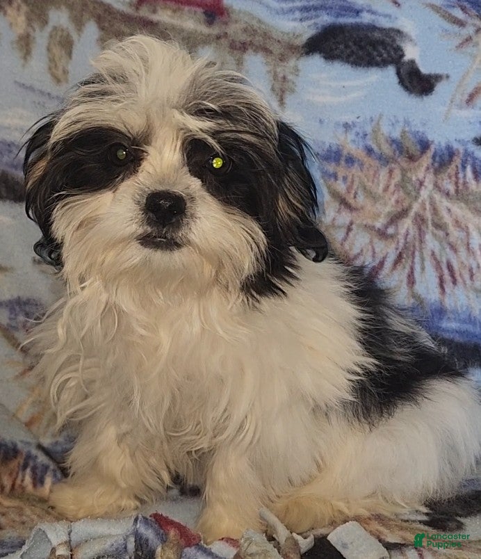 Mixed Breed dogs for sale: Oreo - Ad 2