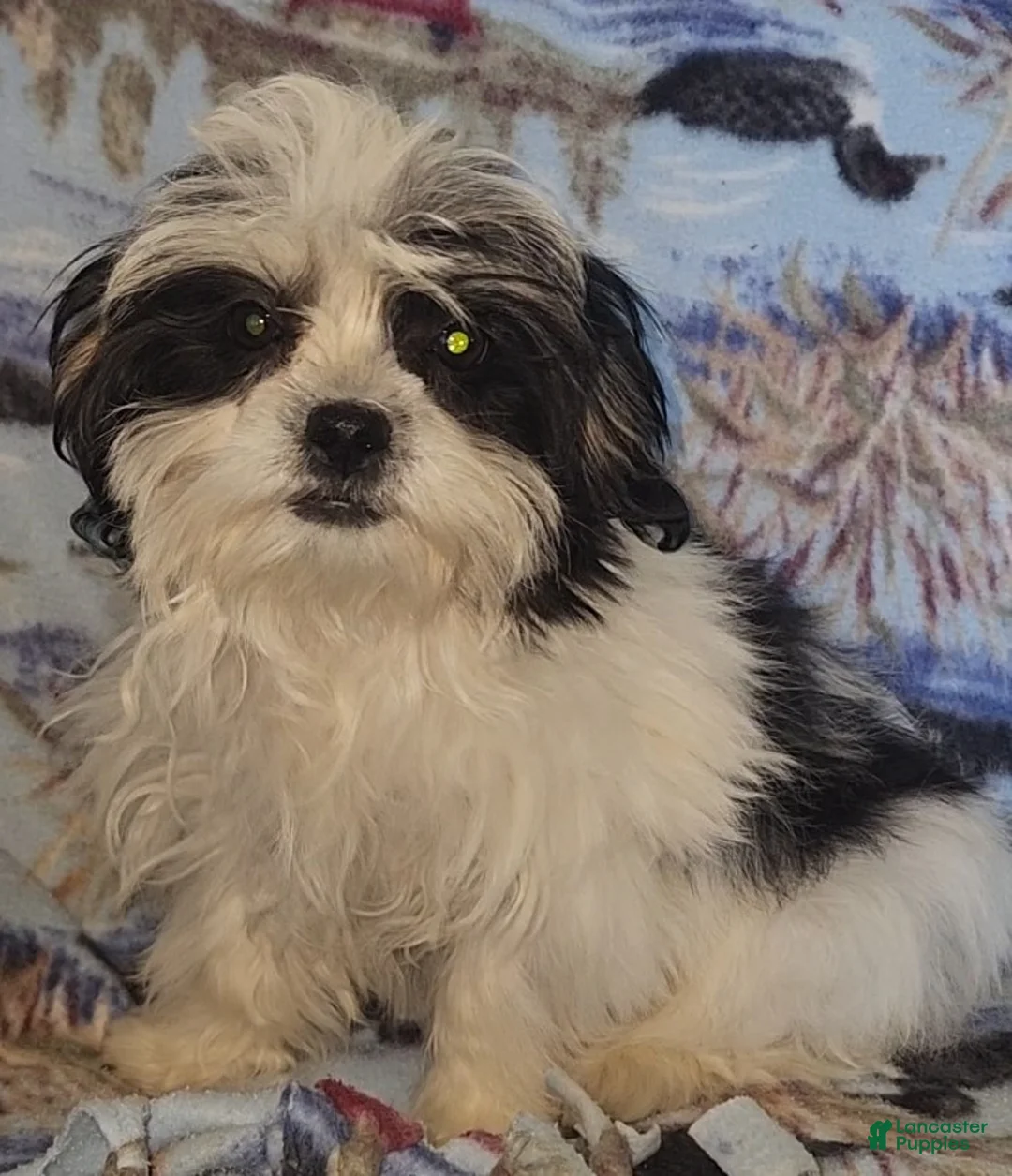 Mixed Breed dogs for sale: Oreo - Ad 2