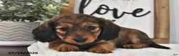 Miniature Dachshund dogs for sale: Beulah - Ad 4