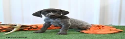German Shorthaired Pointer dogs for sale: Libby - Ad 1