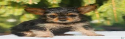 Yorkshire Terrier dogs for sale: Jupiter - Ad 3