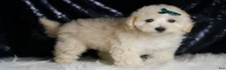 Maltipoo dogs for sale: Mochi - Ad 4