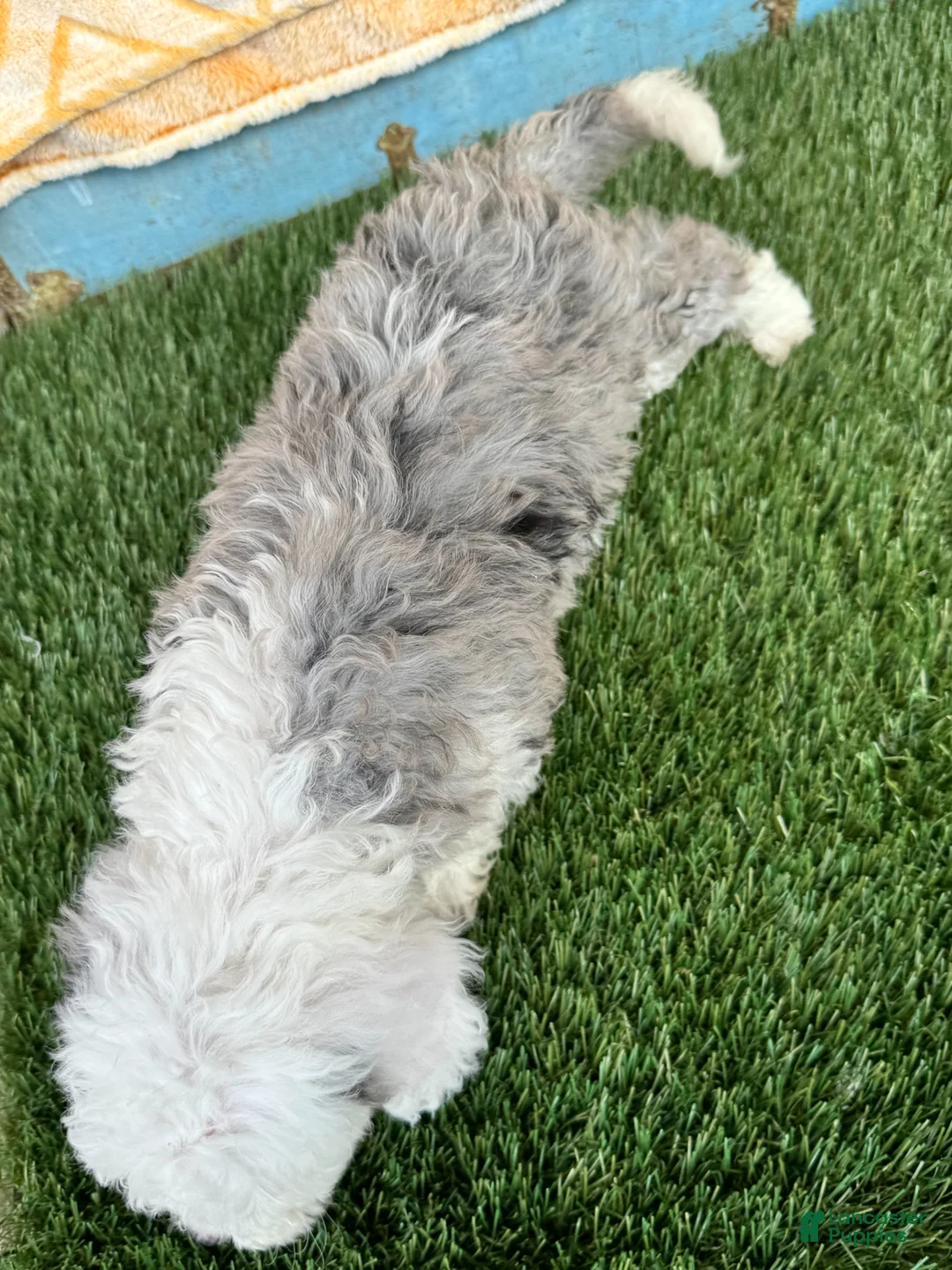 Mini Bernedoodle dogs for sale: Nitro - Ad 2