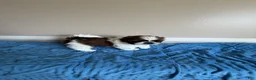 Shih Tzu dogs for sale: Beethoven - Ad 2