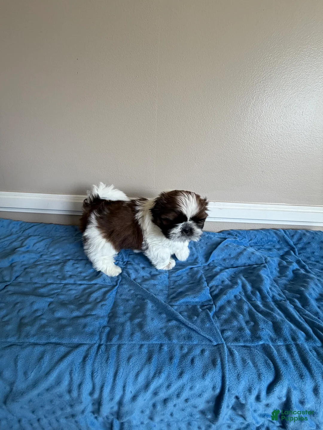 Shih Tzu dogs for sale: Beethoven - Ad 2