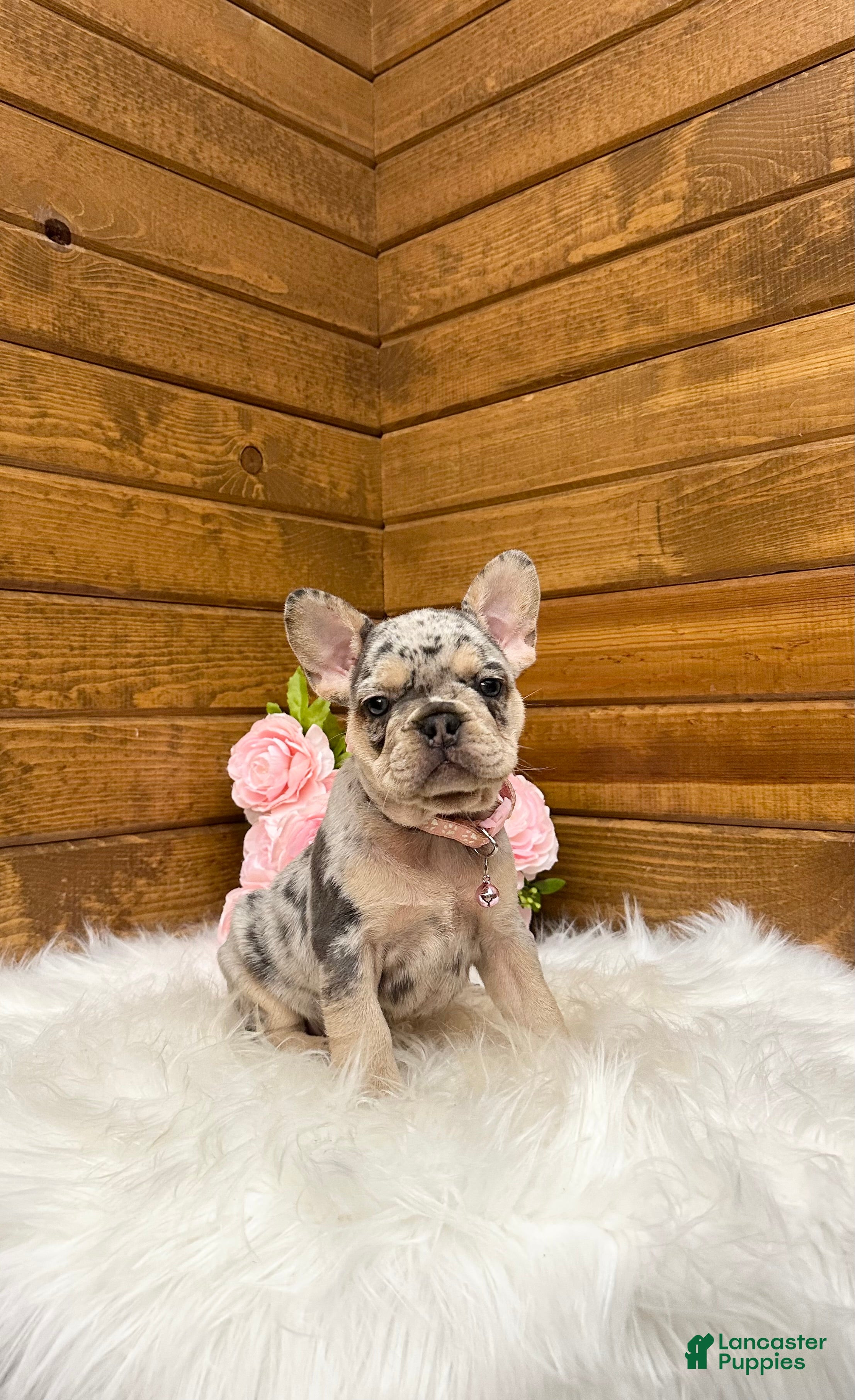French Bulldog dogs Sophie - Ad 2