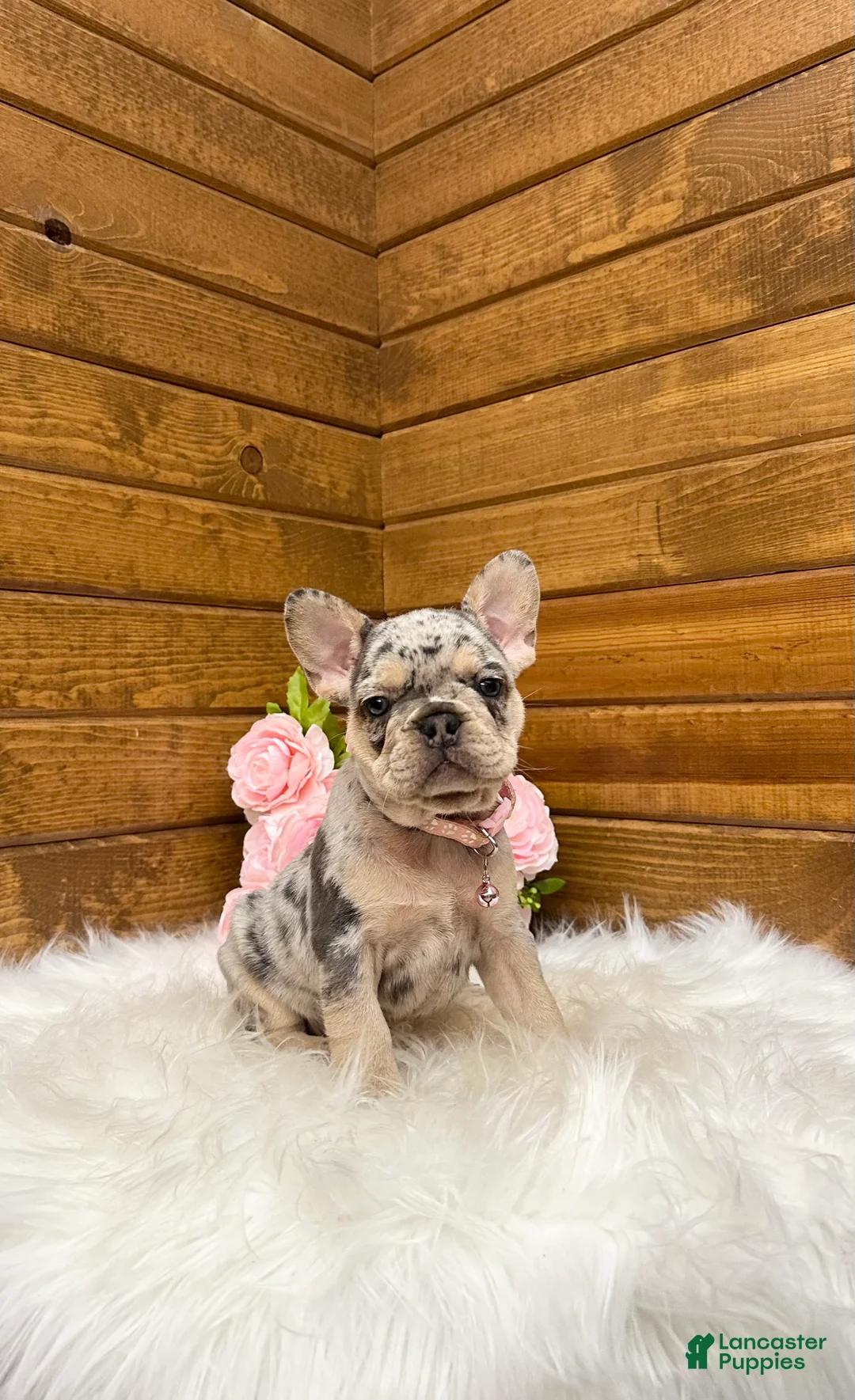 French Bulldog dogs for sale: Sophie - Ad 2