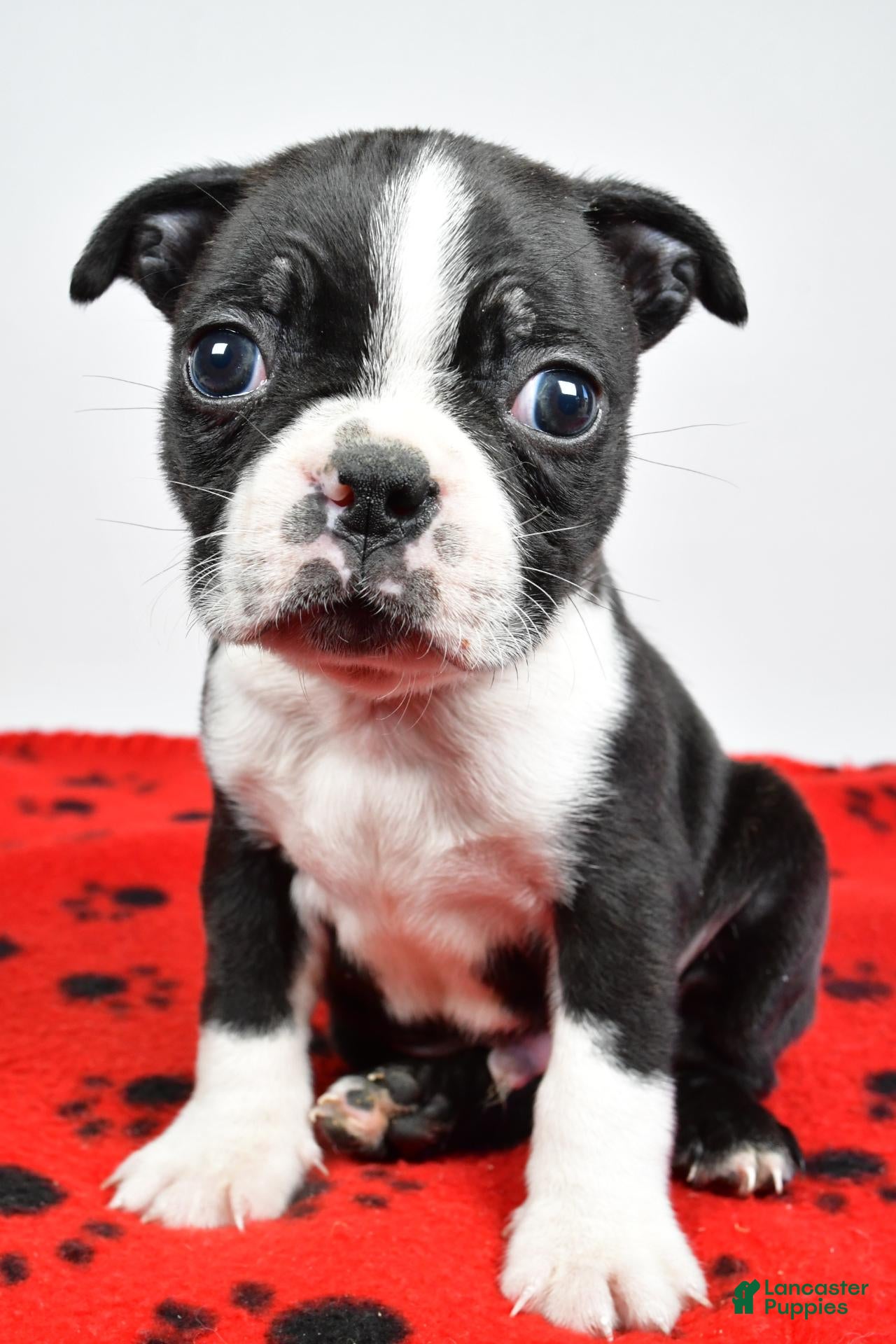 Boston Terrier dogs for sale: Piper - Ad 2