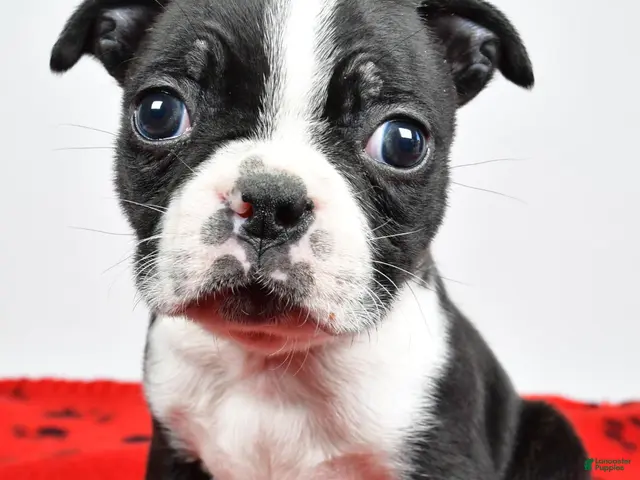 Boston Terrier dogs for sale: Piper - Ad 2