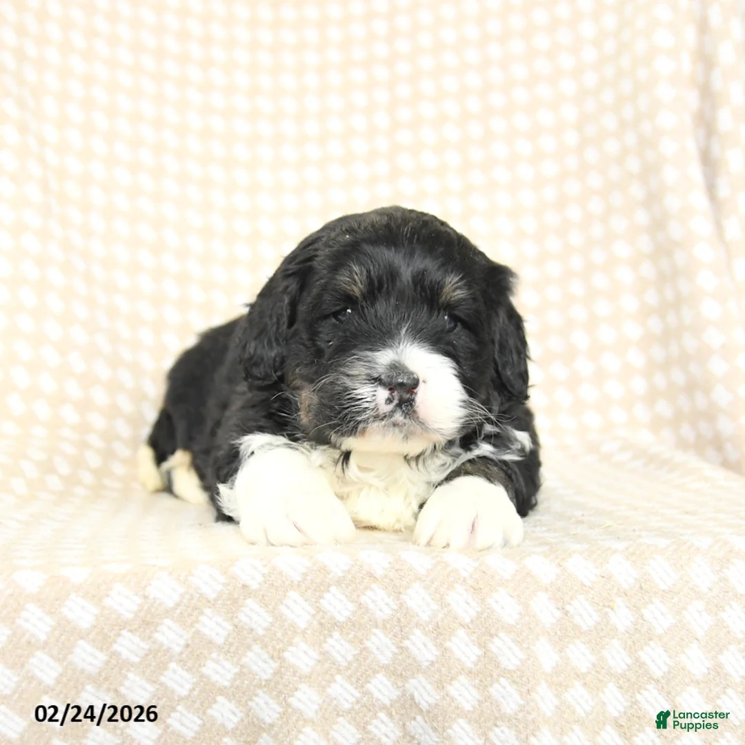 Mini Bernedoodle dogs for sale: Tucker - Ad 5