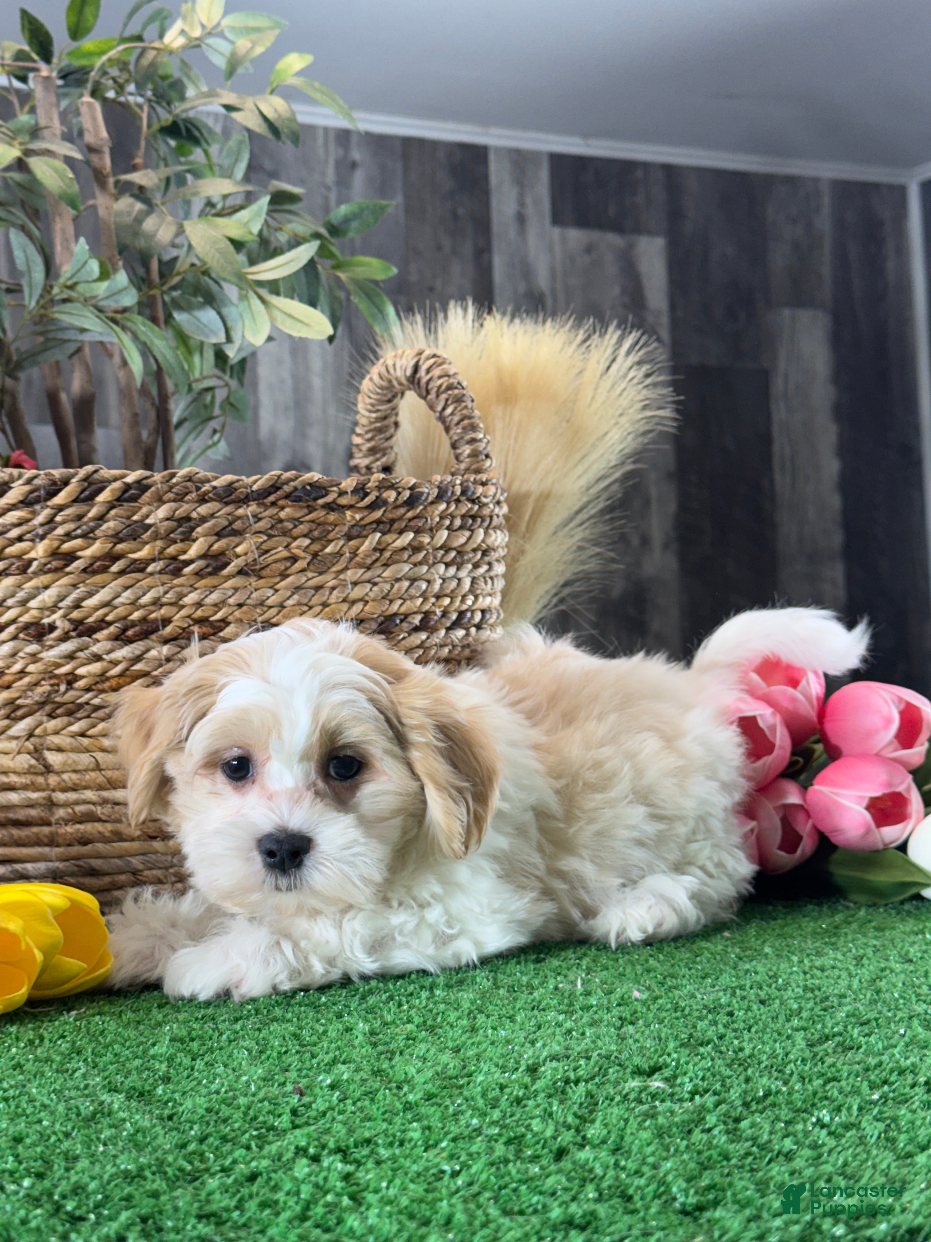Mixed Breed dogs Luna - Ad 8