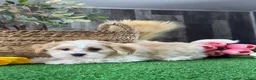 Mixed Breed dogs for sale: Luna - Ad 1