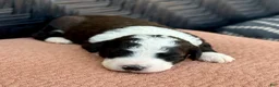 Bernedoodle dogs for sale: Bones - Ad 6
