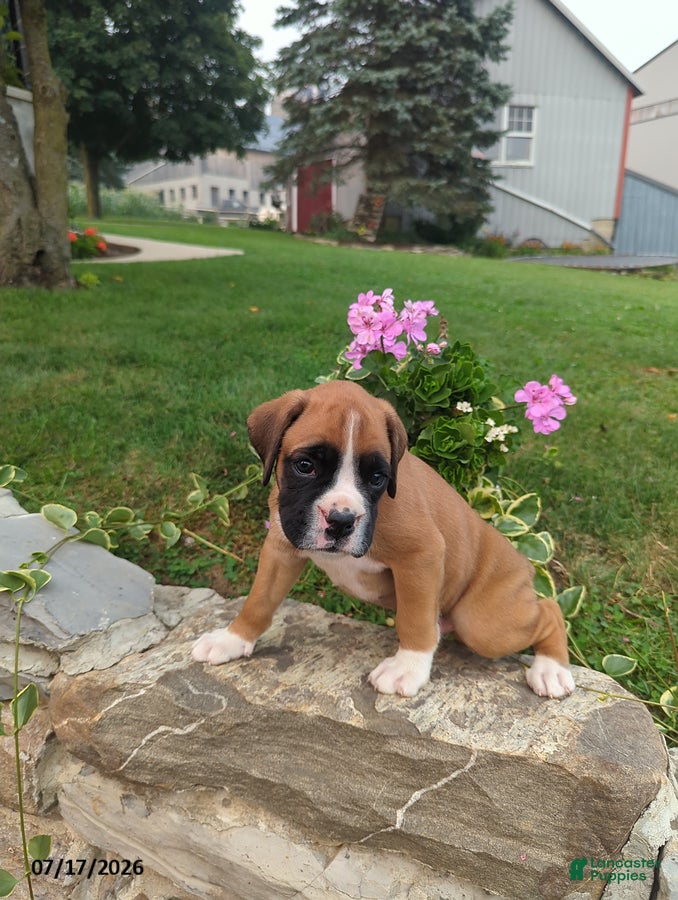 Boxer dogs Kenny - Ad 22