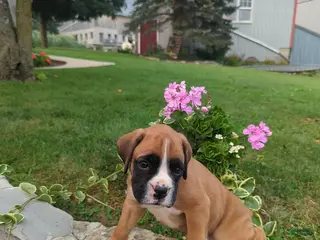 Boxer dogs Kenny - Ad 22