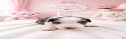Sheepadoodle dogs for sale: Sheepadoodle 7 - Ad 12