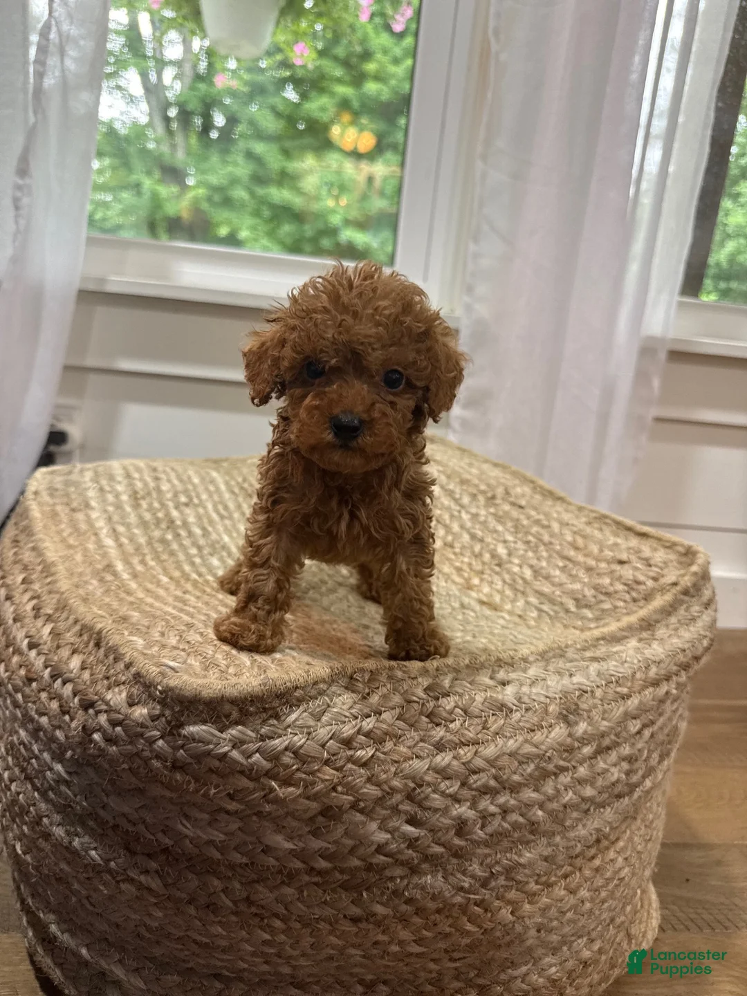 Mixed Breed dogs for sale: Silas - Ad 2