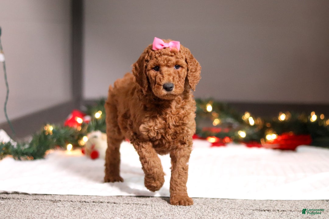 Standard Poodle dogs for sale: Lainey - Ad 5