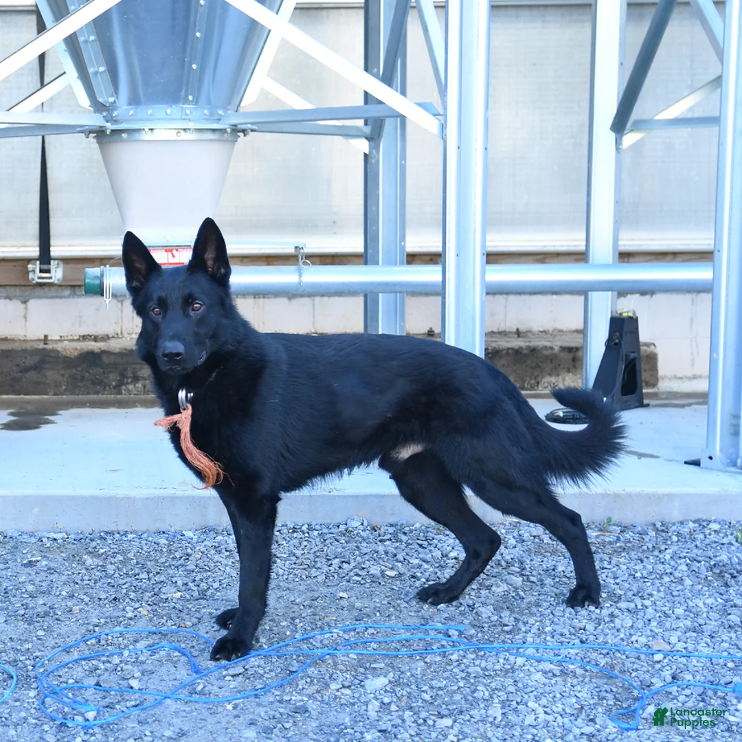 Mixed Breed dogs for sale: Ginger - Ad 6