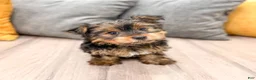 Yorkshire Terrier dogs for sale: Heidi - Ad 1