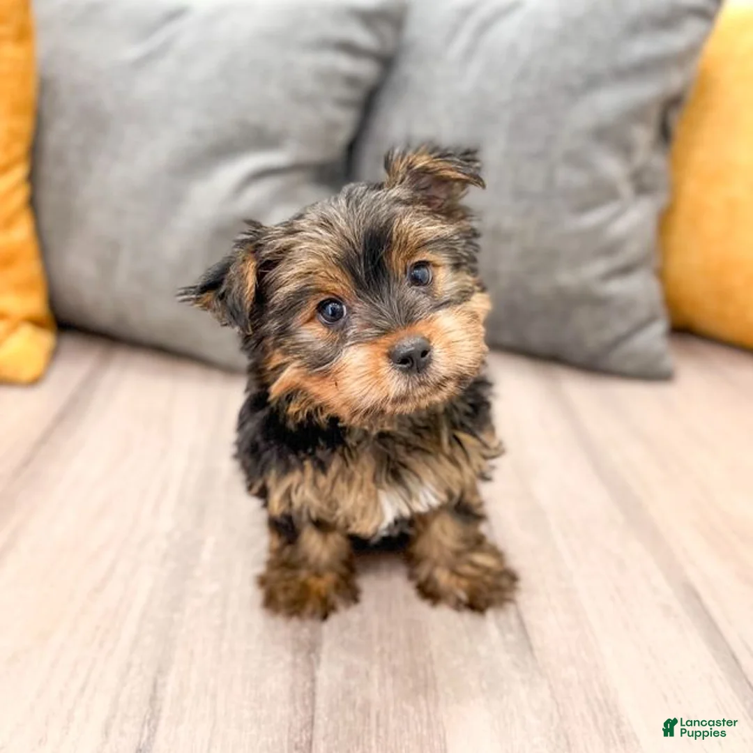 Yorkshire Terrier dogs for sale: Heidi - Ad 1
