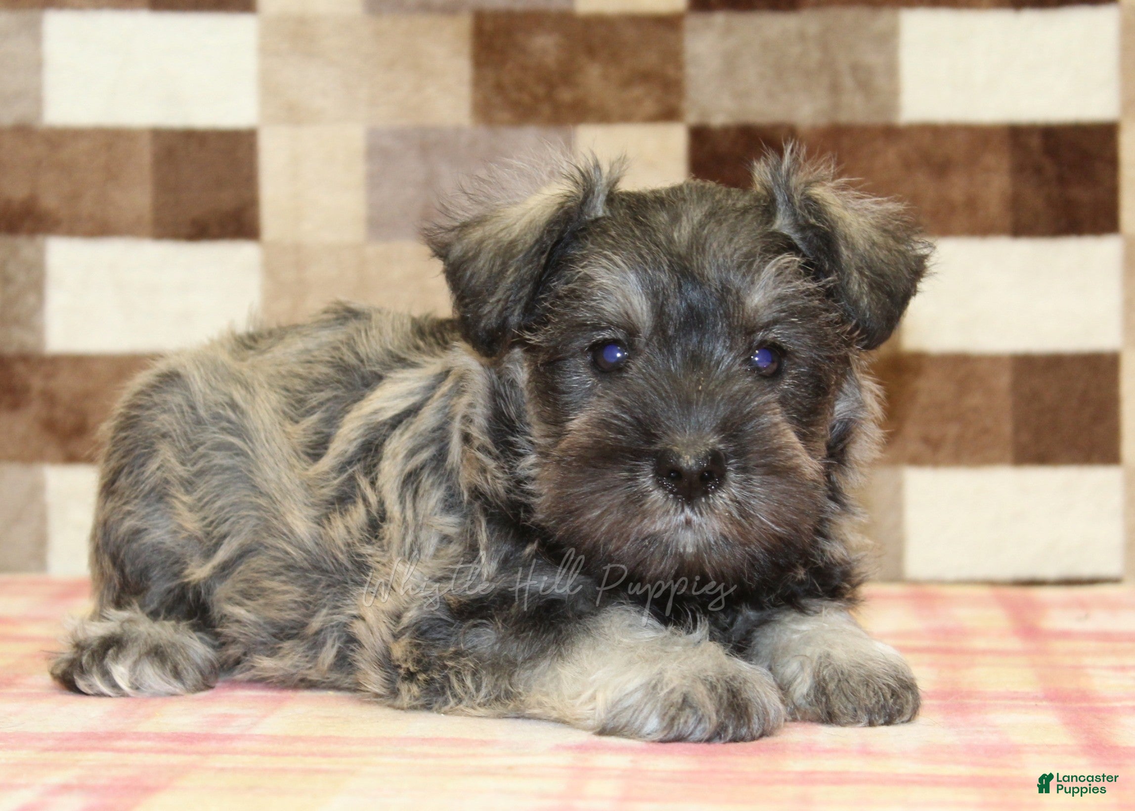 Miniature Schnauzer dogs Ernie - Ad 2