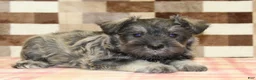 Miniature Schnauzer dogs for sale: Ernie - Ad 2