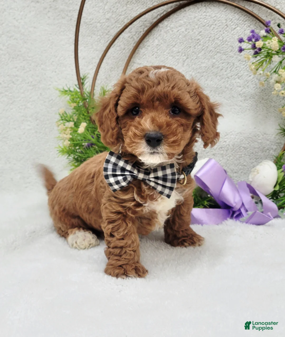 Maltipoo dogs for sale: Bentley  - Ad 6