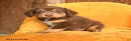 Mixed Breed dogs for sale: Nugget - Ad 3