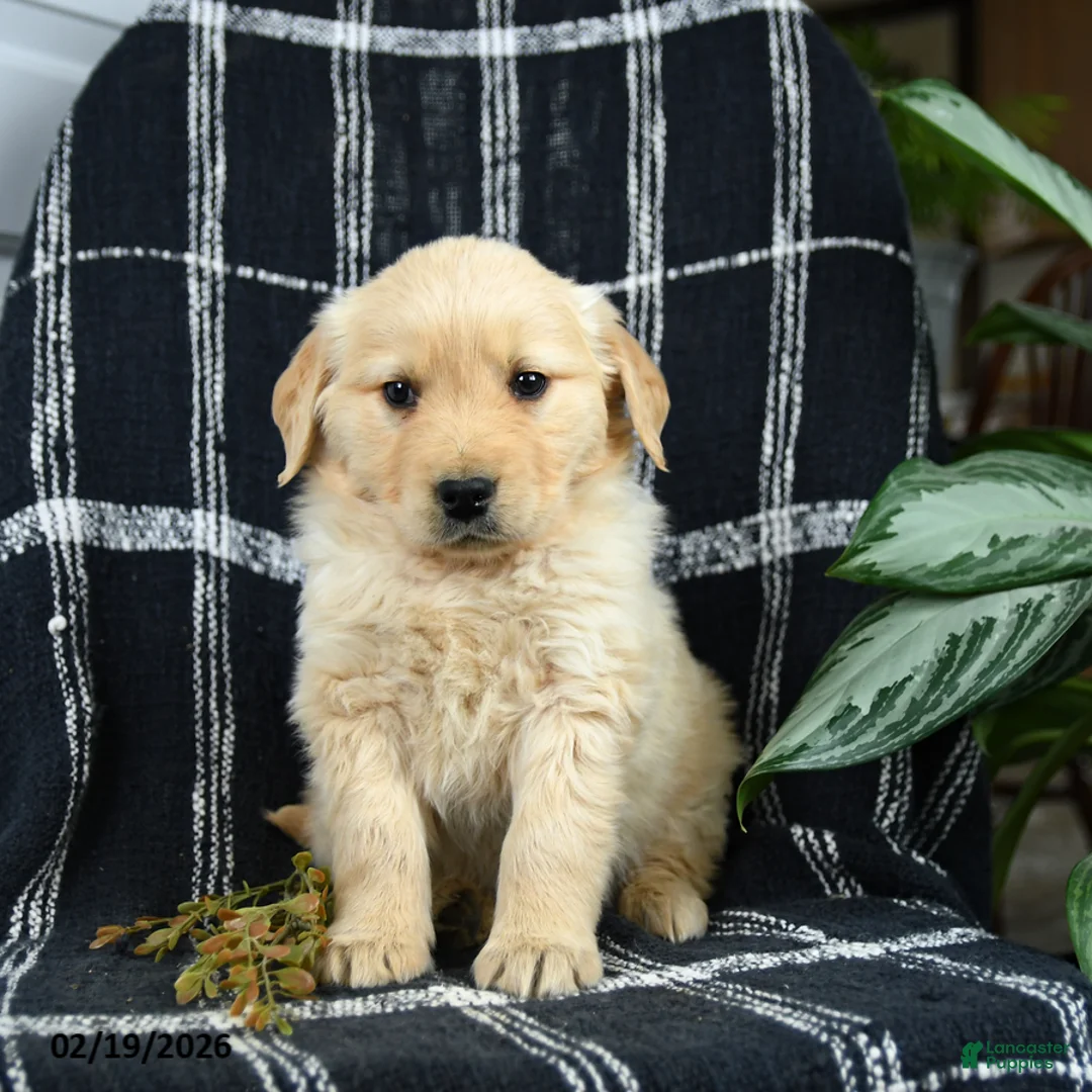 Golden Retriever dogs for sale: Piper - Ad 2