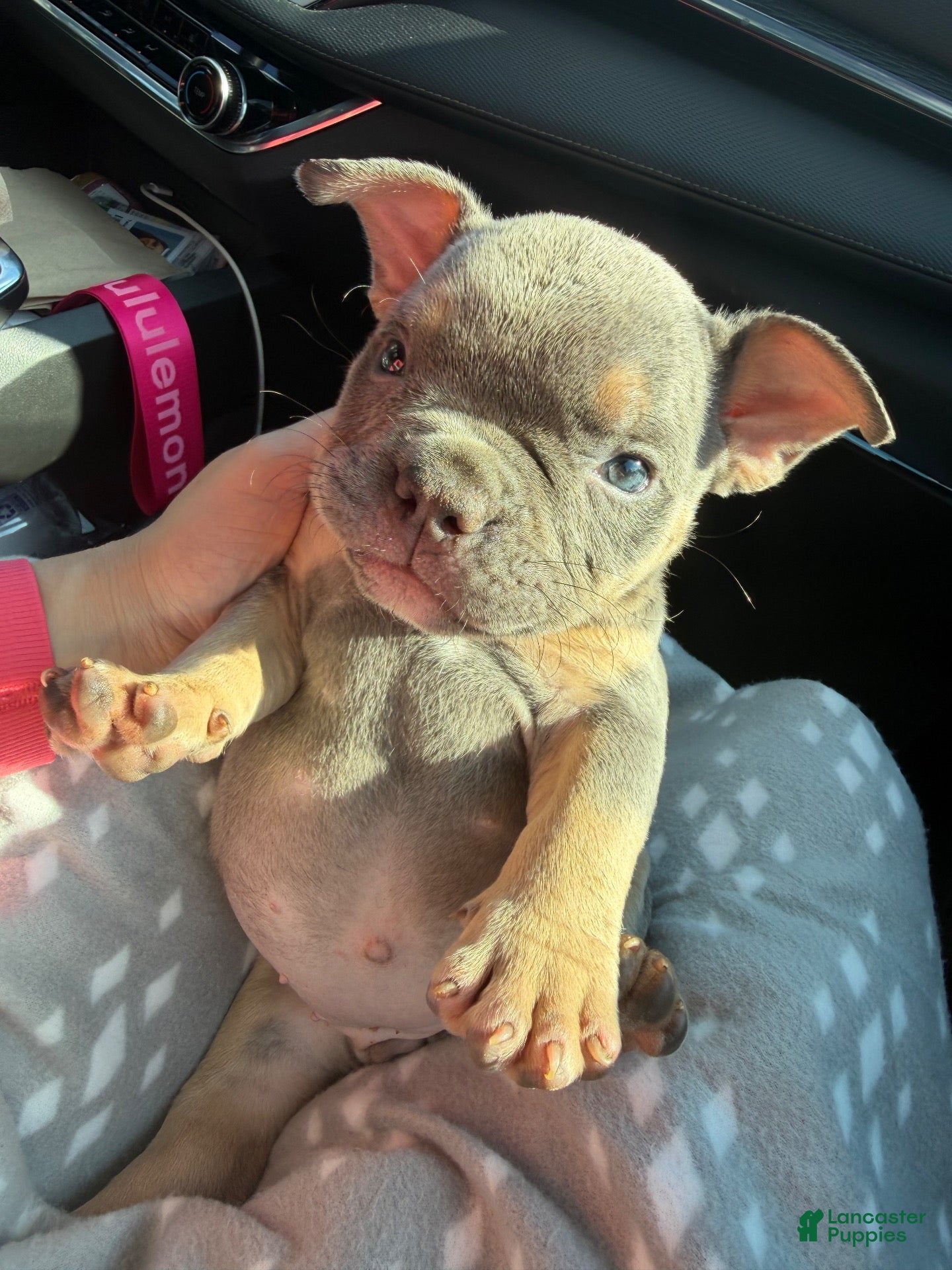 American Bully dogs for sale: American Bully 1 - Ad 8