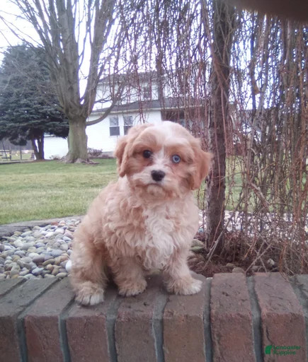 Gallery Image {{count}}