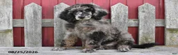 Standard Poodle dogs for sale: Cash - Ad 3