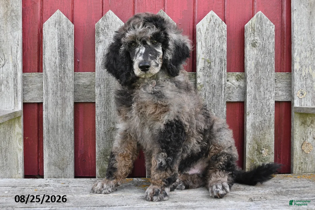 Standard Poodle dogs for sale: Cash - Ad 3