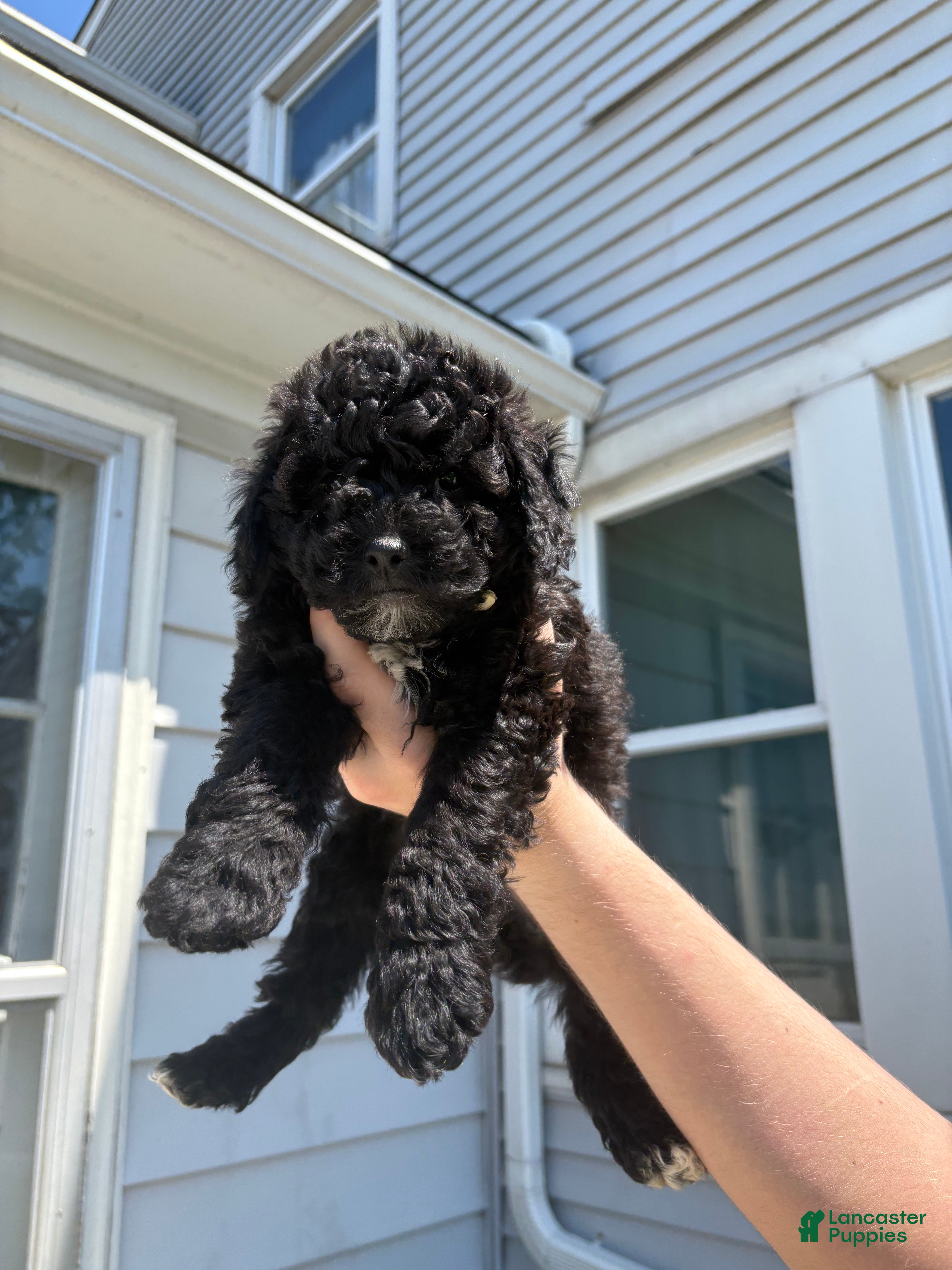 Toy Poodle dogs Woody - Ad 20