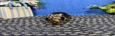 Miniature Dachshund 1